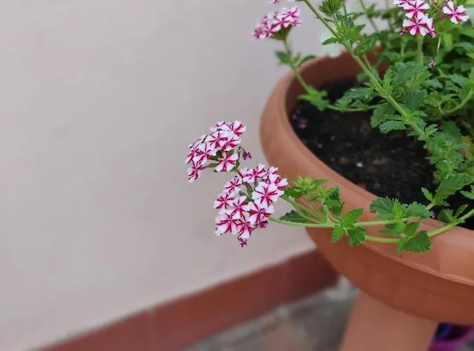 Gina A - Lido Di Pomposa Сан-Джузеппе