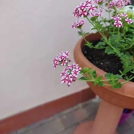 Gina A - Lido Di Pomposa Сан-Джузеппе